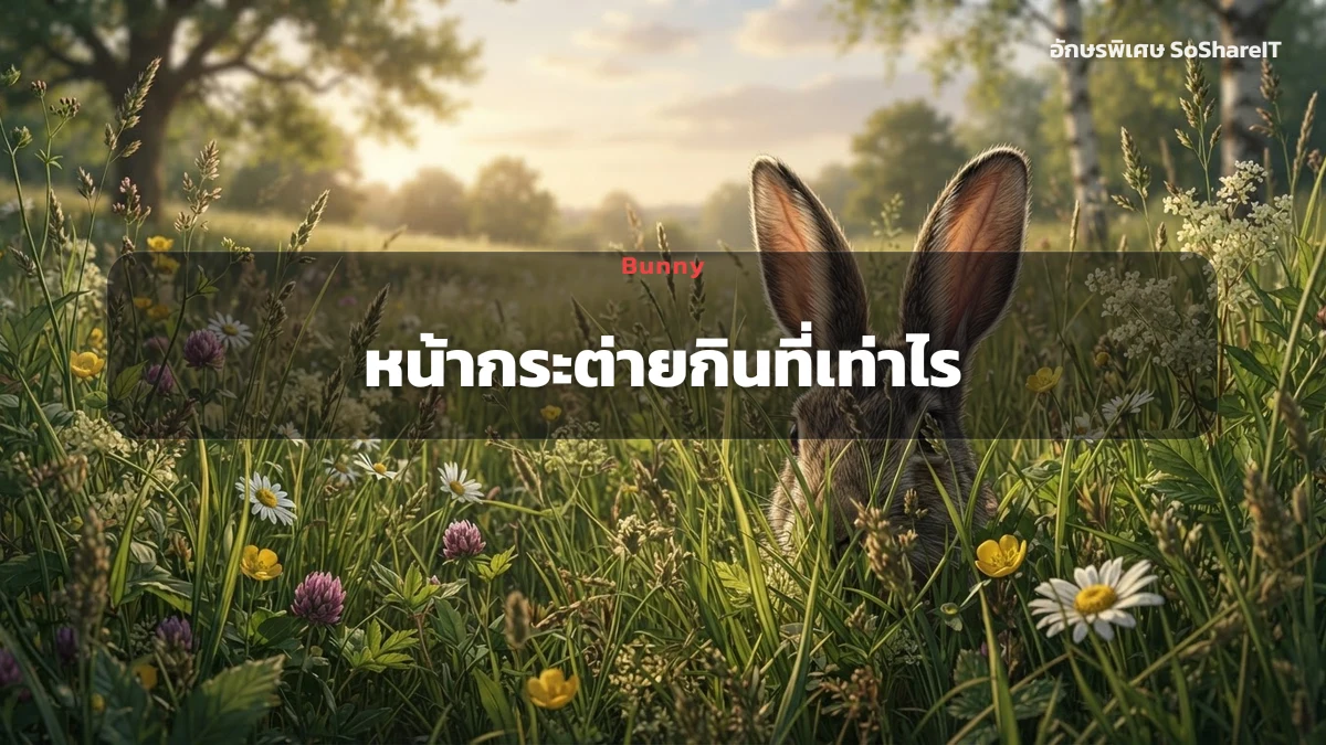 หน้ากระต่ายกินที่เท่าไร — Bunny อักษรพิเศษ